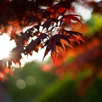 大学生篮球社团如何引入智能情感技术_1
